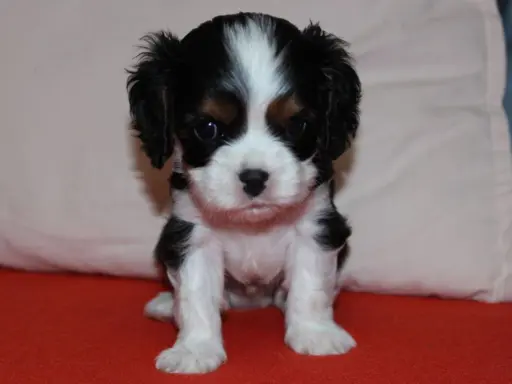 Szczeniak piesek Cavalier King Charles Spaniel 6