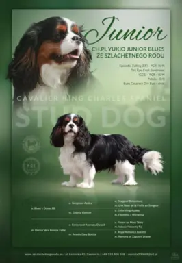Szczeniak piesek Cavalier King Charles Spaniel 7