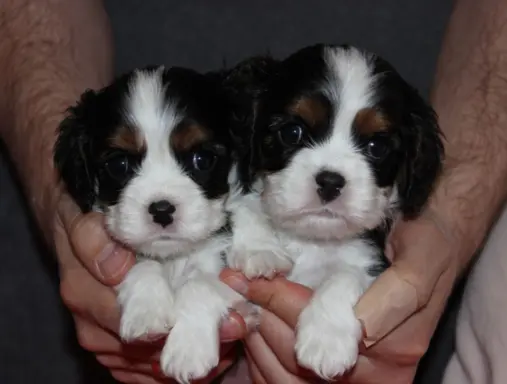 Szczeniak piesek Cavalier King Charles Spaniel 1