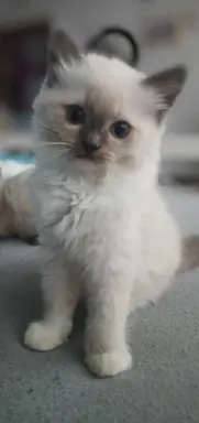 Kocięta Ragdoll FPL/FiFE 3