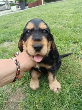Szczeniaczki Cocker Spaniel Angielski 5