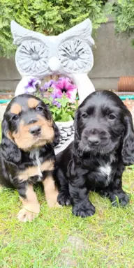 Szczeniaczki Cocker Spaniel Angielski 3