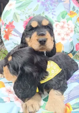 Szczeniaczki Cocker Spaniel Angielski 4