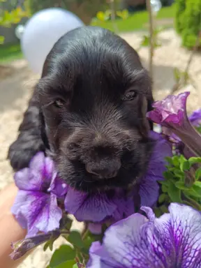 Szczeniaczki Cocker Spaniel Angielski 8