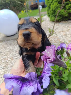 Szczeniaczki Cocker Spaniel Angielski 6
