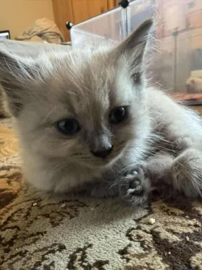 Kocurek blue mink Ragdoll Cherubim  odbiór połowa lipca 2