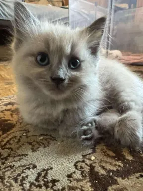 Kocurek blue mink Ragdoll Cherubim  odbiór połowa lipca 3