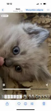 Kocurek blue mink Ragdoll Cherubim  odbiór połowa lipca 4