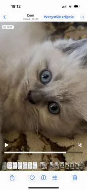 Kocurek blue mink Ragdoll Cherubim  odbiór połowa lipca 1