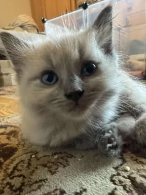 Kocurek blue mink Ragdoll Cherubim  odbiór połowa lipca 5