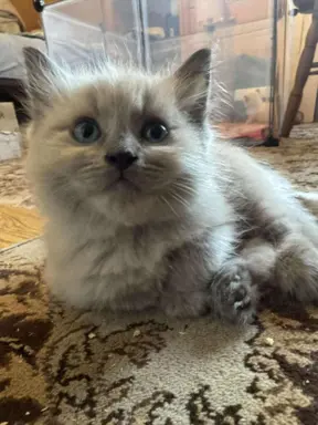 Kocurek blue mink Ragdoll Cherubim  odbiór połowa lipca 6