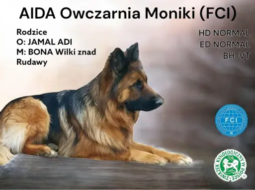 Owczarek niemiecki długowłosy ZKwP FCI suczka 6