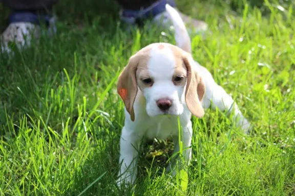 Beagle szczeniaczki po Championie Polski ZKwP (FCI) 5