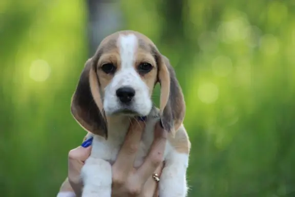Beagle szczeniaczki po Championie Polski ZKwP (FCI) 1