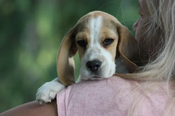 Beagle szczeniaczki po Championie Polski ZKwP (FCI) 2