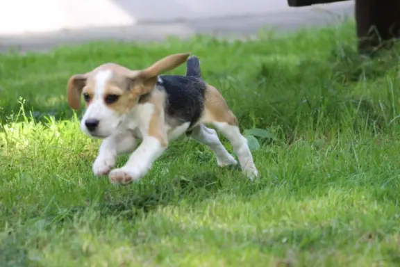 Beagle szczeniaczki po Championie Polski ZKwP (FCI) 4