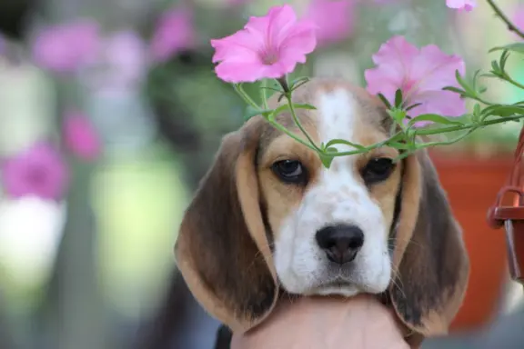 Beagle szczeniaczki po Championie Polski ZKwP (FCI) 3