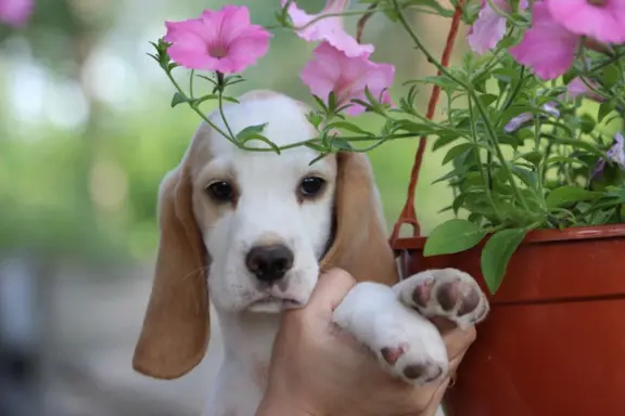 Beagle szczeniaczki po Championie Polski ZKwP (FCI) 6