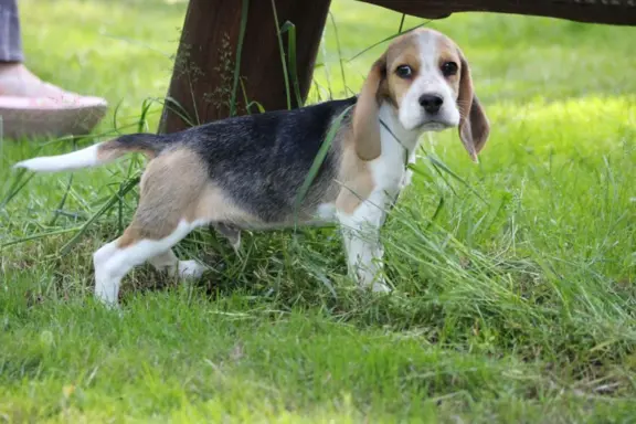 Beagle szczeniaczki po Championie Polski ZKwP (FCI) 7