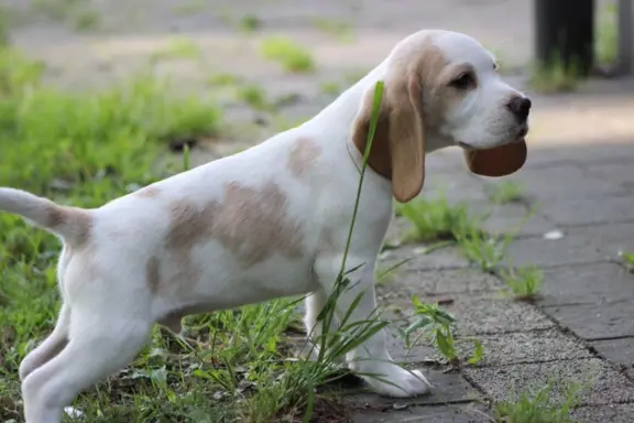Beagle szczeniaczki po Championie Polski ZKwP (FCI) 8