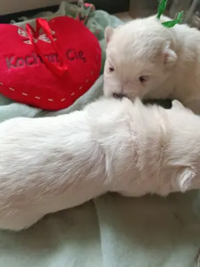 Wybitne szczenięta West highland white terrier FCI 3