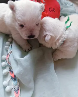 Wybitne szczenięta West highland white terrier FCI 7