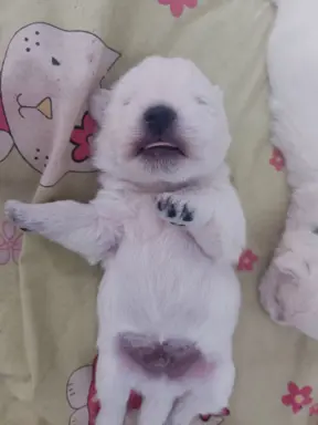 Wybitne szczenięta West highland white terrier FCI 2