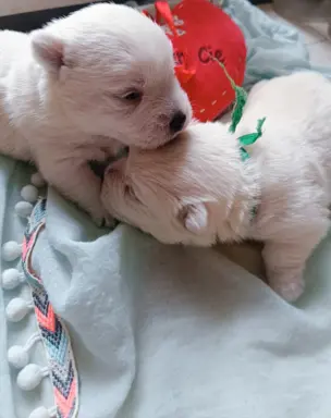 Wybitne szczenięta West highland white terrier FCI 8