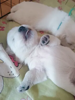 Wybitne szczenięta West highland white terrier FCI 5