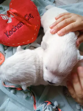 Wybitne szczenięta West highland white terrier FCI 1