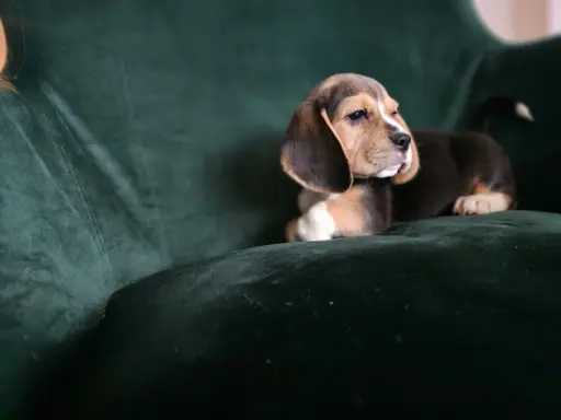 BEAGLE-szczeniaki z rodowodem ,mniejsze w typie 4