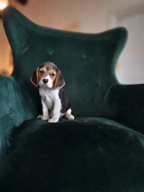 BEAGLE-szczeniaki z rodowodem ,mniejsze w typie 6