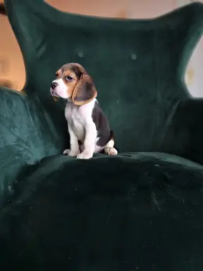 BEAGLE-szczeniaki z rodowodem ,mniejsze w typie 7