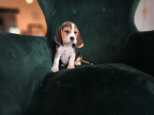 BEAGLE-szczeniaki z rodowodem ,mniejsze w typie 1