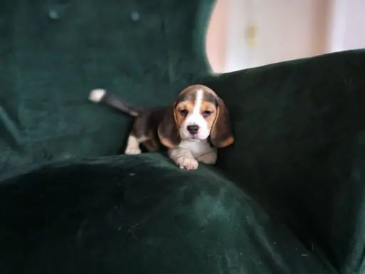 BEAGLE-szczeniaki z rodowodem ,mniejsze w typie 8