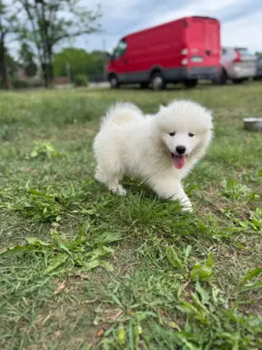 Szczenię Samoyed 2