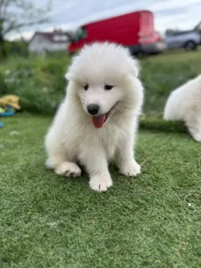 Szczenię Samoyed 3