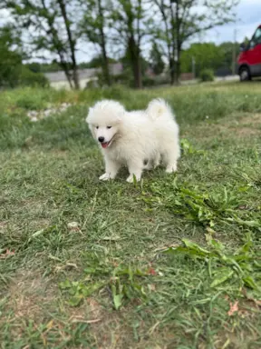 Szczenię Samoyed 4