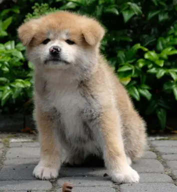 Akita Inu akita japońska szczenięta zkwp 2