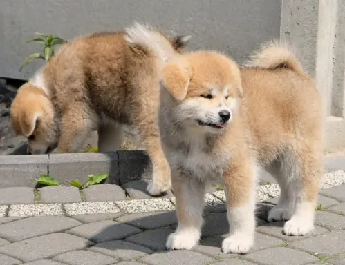 Akita Inu akita japońska szczenięta zkwp 3