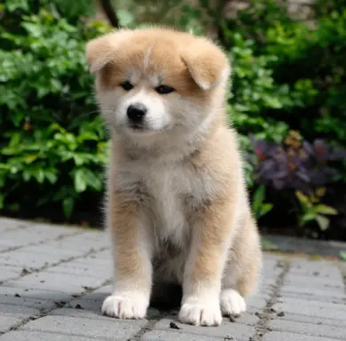 Akita Inu akita japońska szczenięta zkwp 4