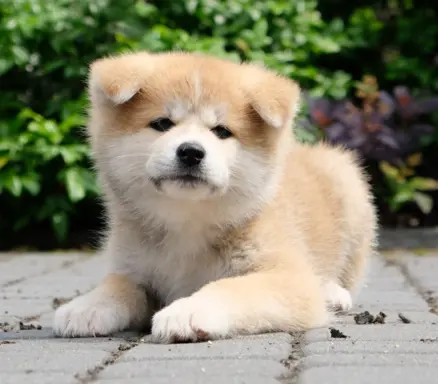 Akita Inu akita japońska szczenięta zkwp 5