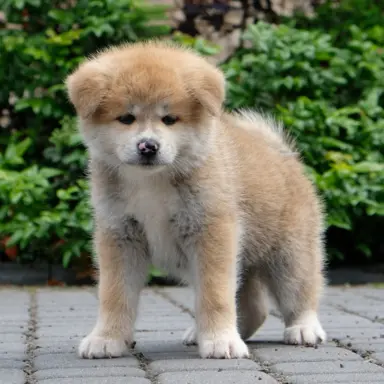 Akita Inu akita japońska szczenięta zkwp 6