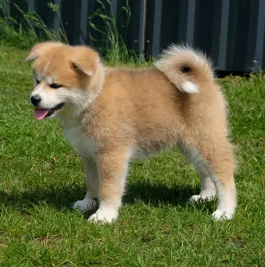 Akita Inu akita japońska szczenięta zkwp 7