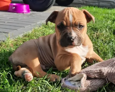 Amstaff śliczne i śilne szczeniaki 1