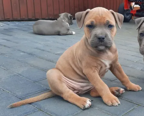 Amstaff śliczne i śilne szczeniaki 2