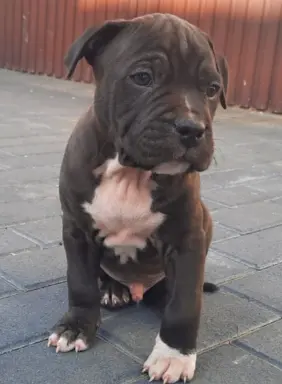 Amstaff śliczne i śilne szczeniaki 3