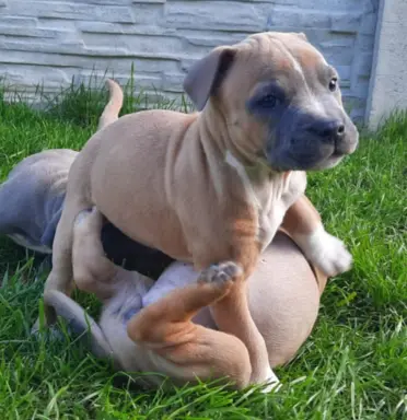 Amstaff śliczne i śilne szczeniaki 5