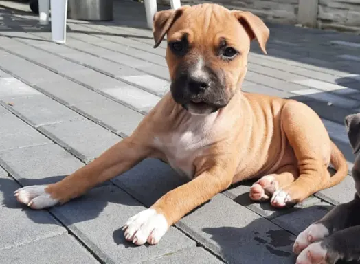 Amstaff śliczne i śilne szczeniaki 4