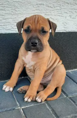 Amstaff śliczne i śilne szczeniaki 6